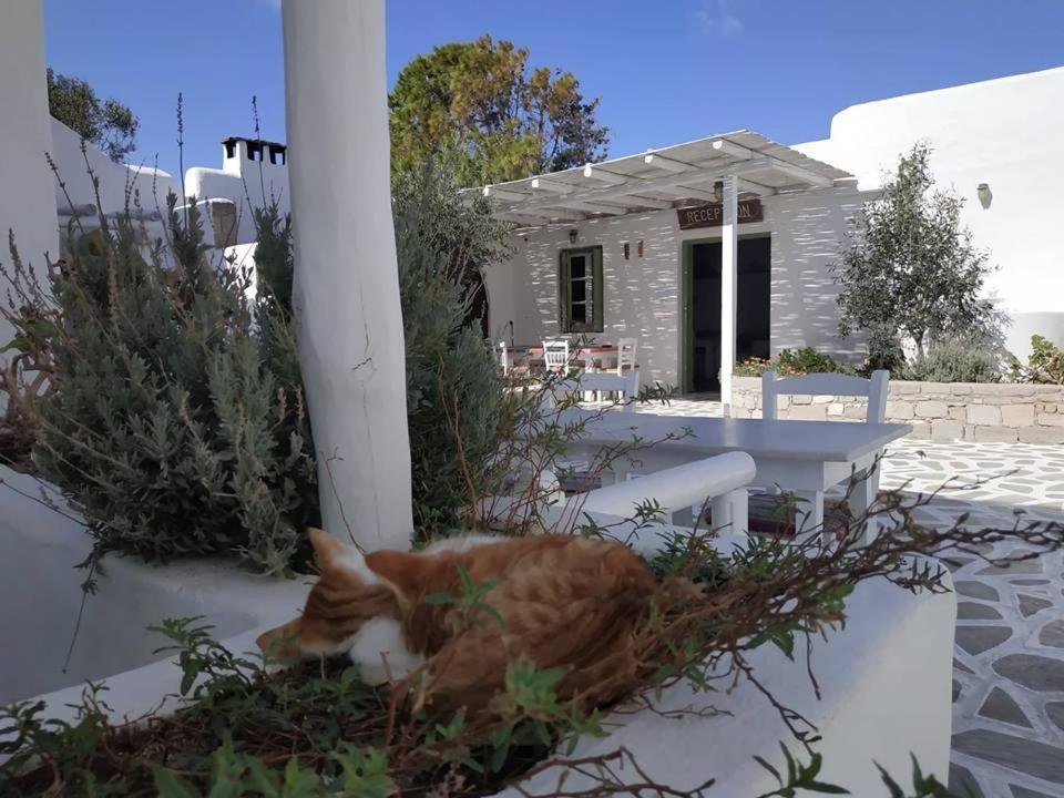 Thalassitra Village Hotel Adamantas (Milos) Exterior foto